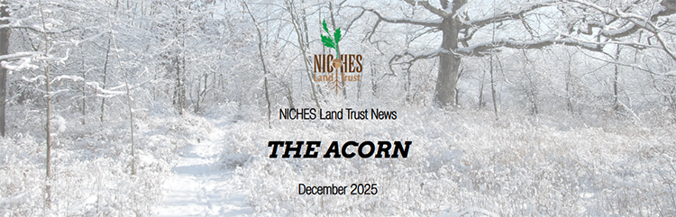 The Acorn E-news: December 2025