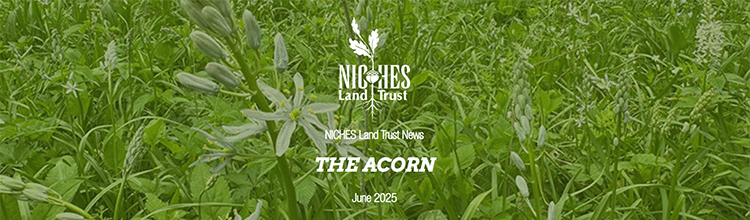 The Acorn E-news: June 2025