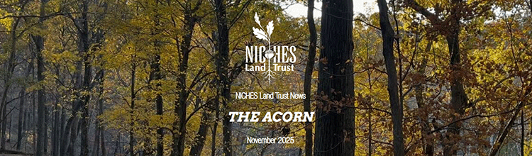 The Acorn E-news: November 2025