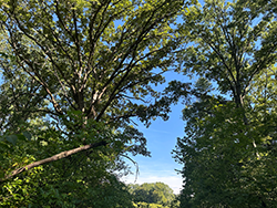Protect these old bur oak trees that nurture this ecosystem