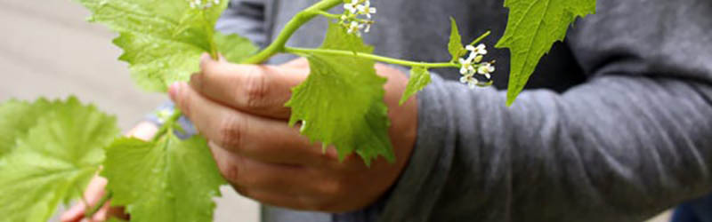 A hand holding garlic mustard