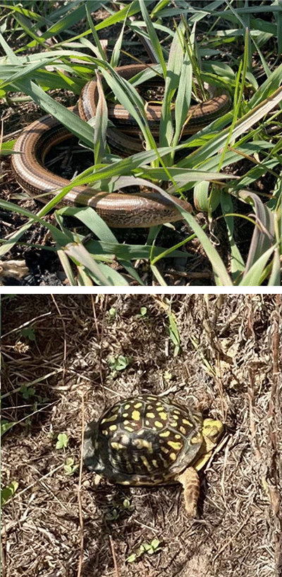 Slender Glass Lizard (top) and ornate box turtle (below)