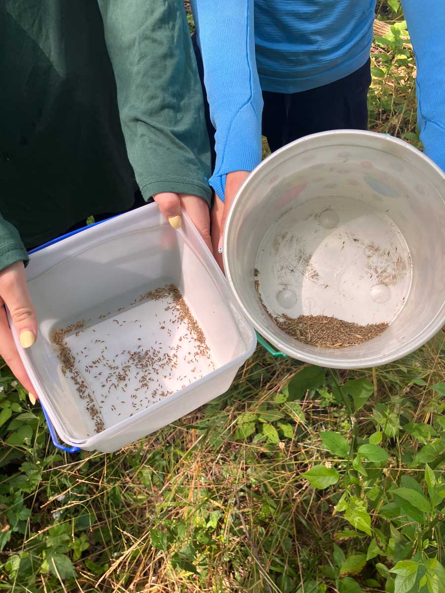 Two white buckets with seeds at the bottom.