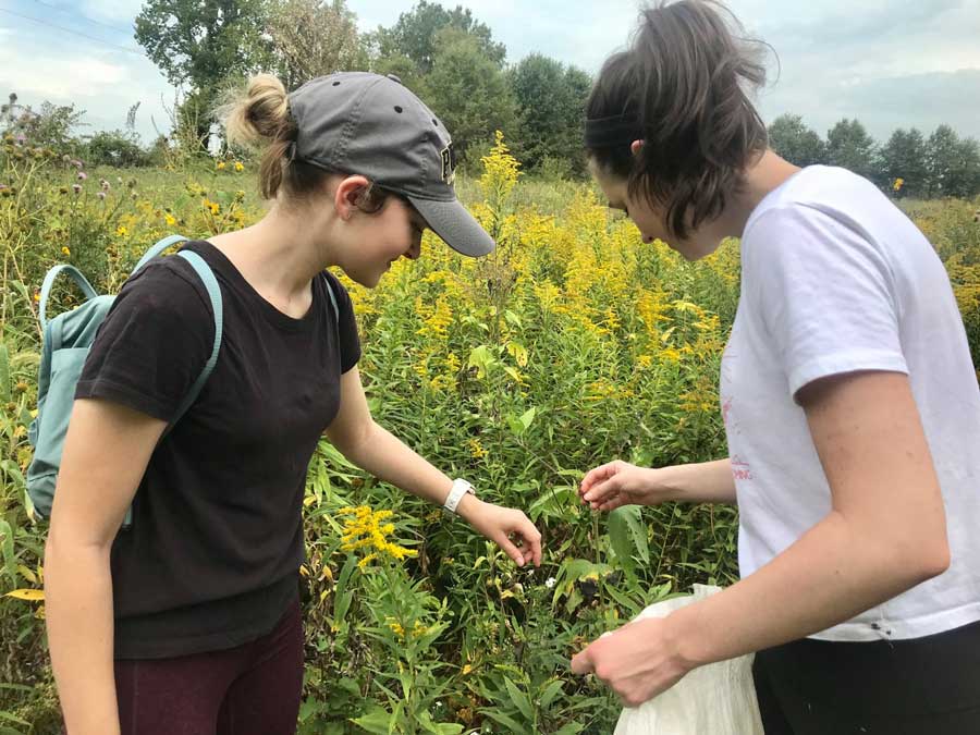 Two women working together to collect seeds from plants.