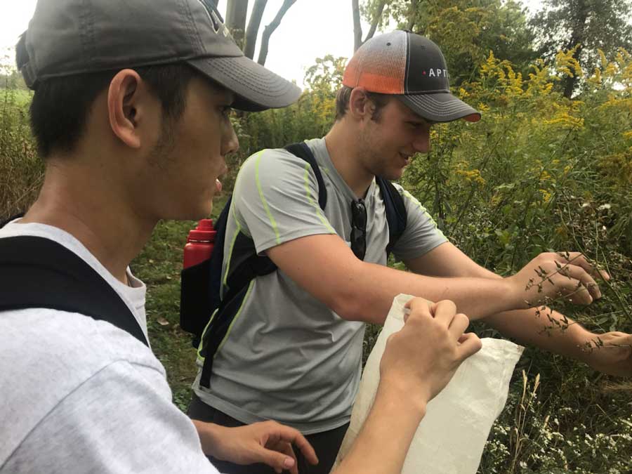 Two college age men working together to collect seeds. 