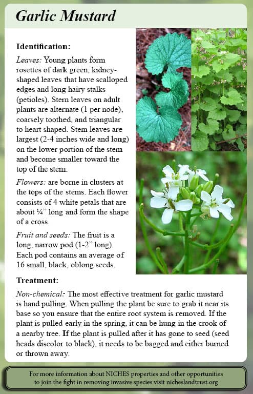 garlic mustard description