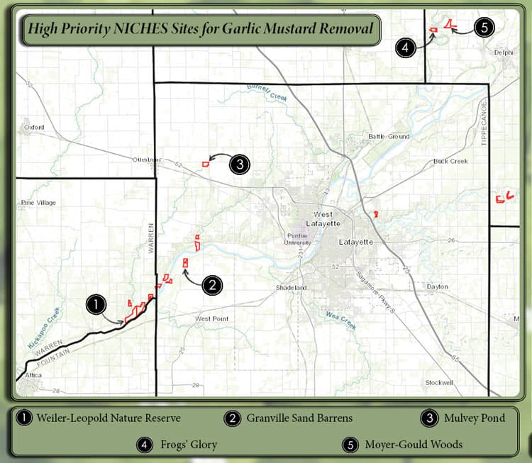 garlic mustard map