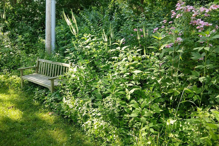 Landscaping with Native Plants by Kent Walters