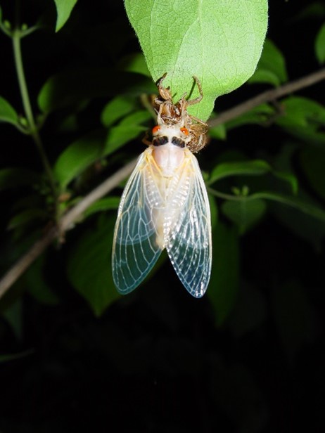 Cicada1