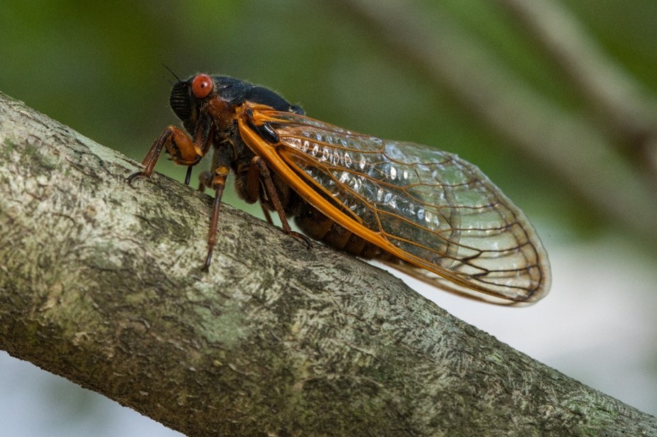 cicada2