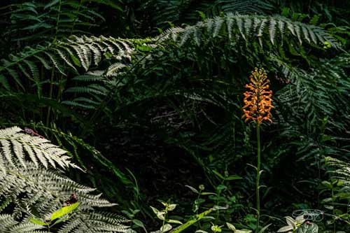 orange fringed orchid