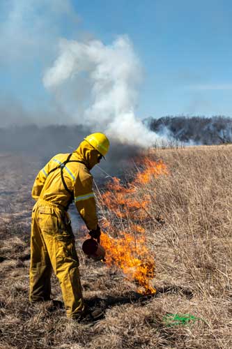 prescribed fire