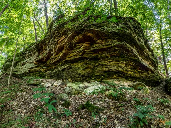 Wednesdays In The Wild Hike At Whistler Hare Woods NICHES Land Trust