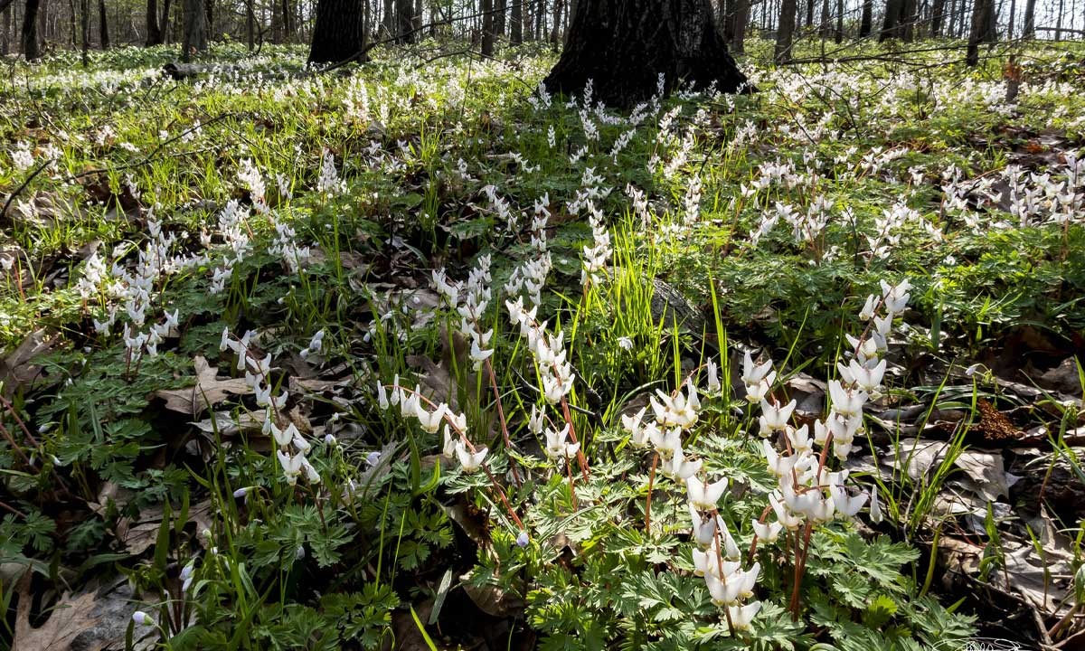 Skunk cabbage seep and spring ephemeral wildflowers