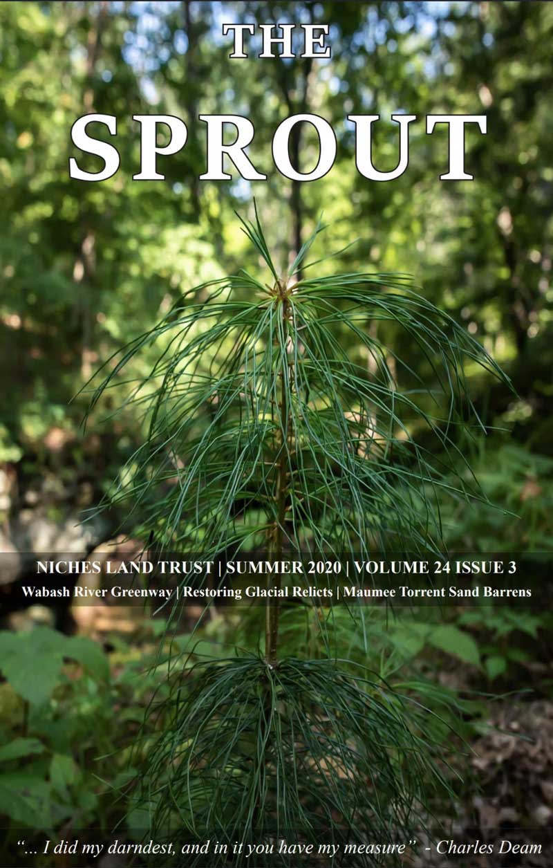 2020 Q4 Sprout Cover