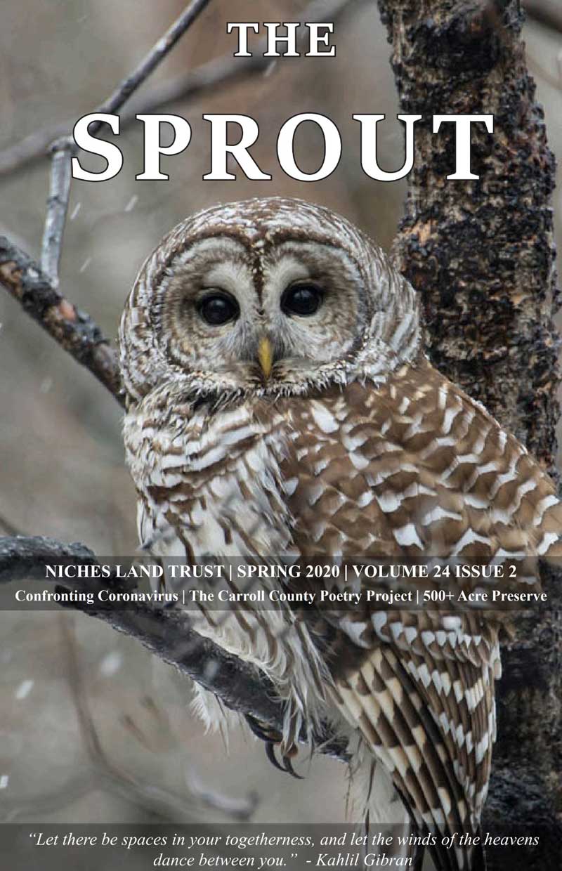 2020 Q1 Sprout Cover