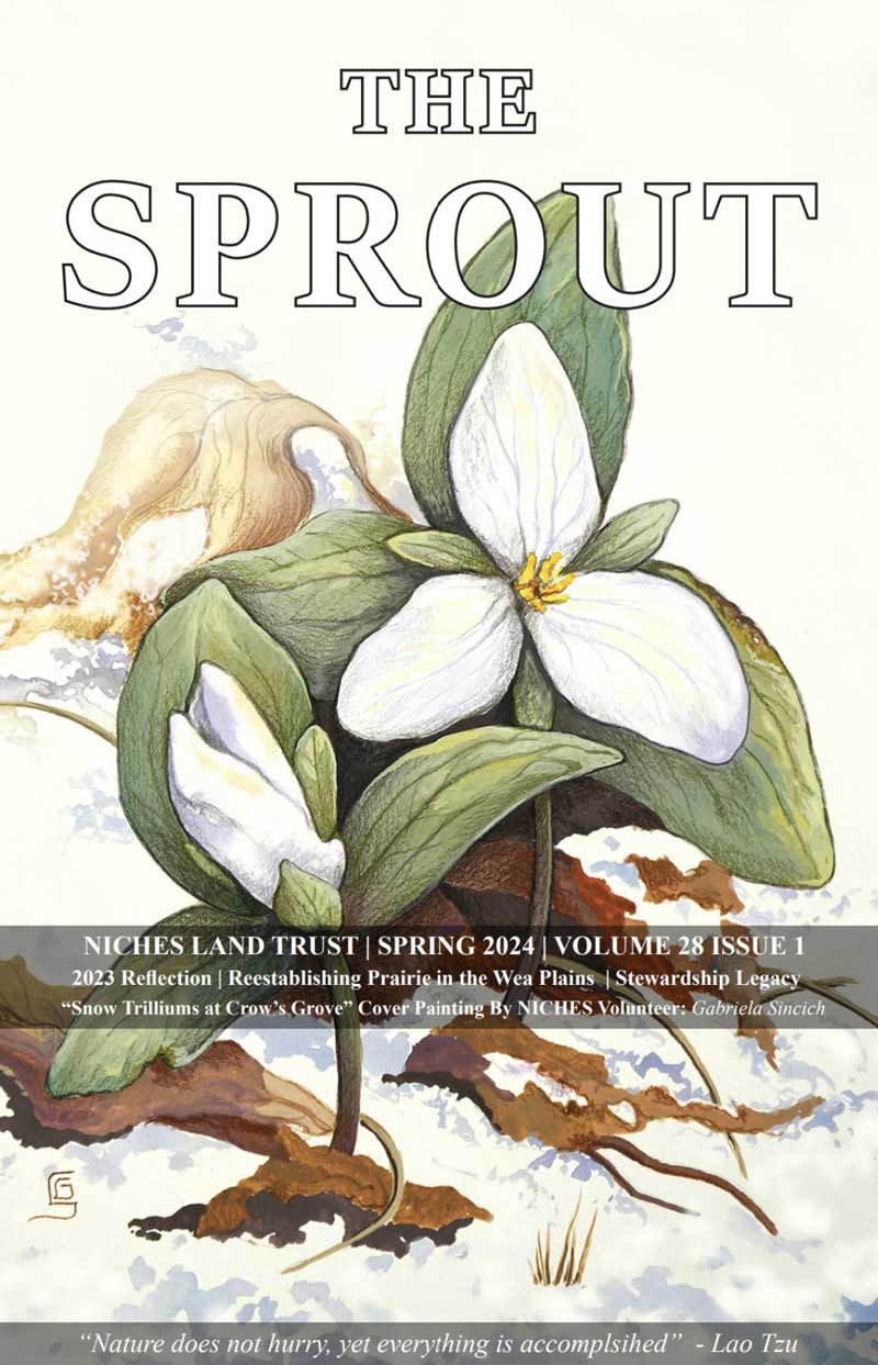 Color illustration of a Snow Trillium on the cover of The Sprout