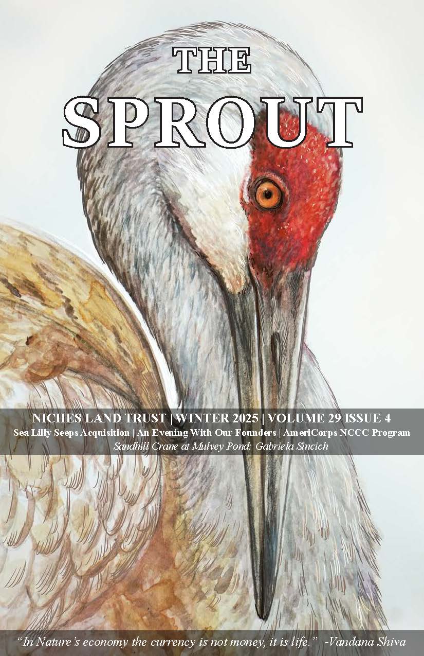 Color illustration of a Sandhill Crane at Mulvey Pond